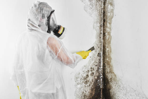 Best Home Mold Removal  in Charlotte, NC