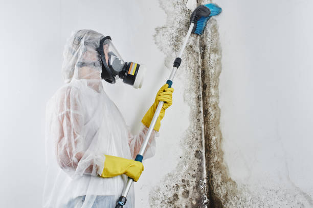 Best Attic Mold Removal  in Charlotte, NC