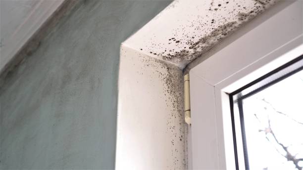 Mold Testing and Removal in Charlotte, NC