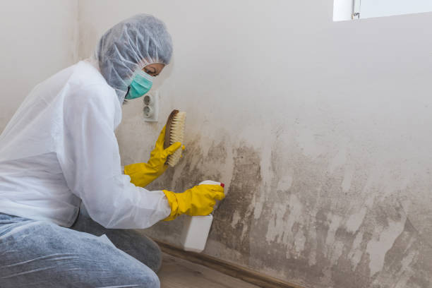 Best Mold Remediation Services  in Charlotte, NC