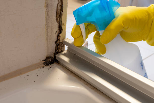 Best Residential Mold Removal  in Charlotte, NC