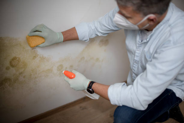 Best Mold Damage Repair  in Charlotte, NC