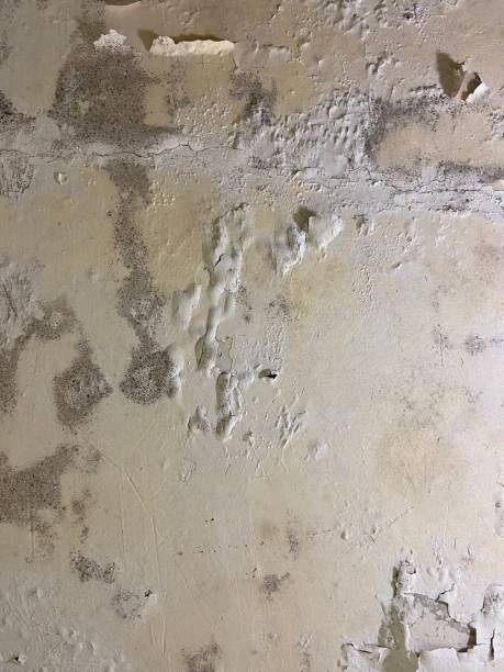 Best Mold Remediation  in Charlotte, NC